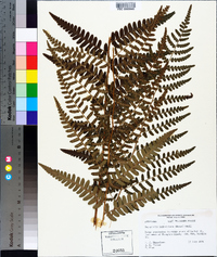 Dryopteris ludoviciana image