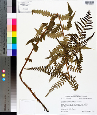 Dryopteris ludoviciana image