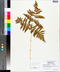 Gymnocarpium dryopteris image