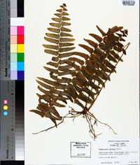 Nephrolepis exaltata image