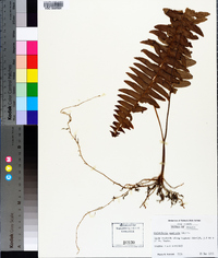 Nephrolepis exaltata image