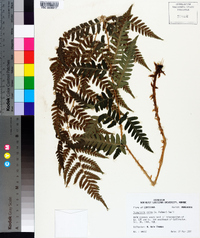 Dryopteris celsa image