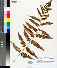 Dryopteris celsa image