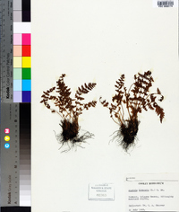 Woodsia ilvensis image