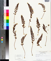 Woodsia ilvensis image