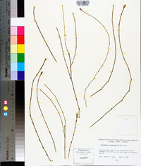 Equisetum variegatum image