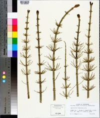 Equisetum fluviatile image