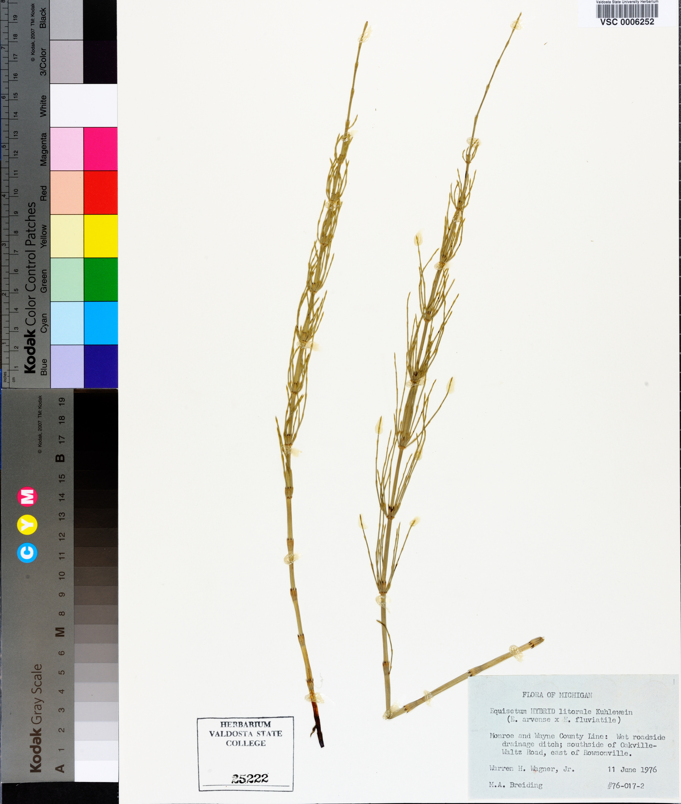 Equisetum × litorale image