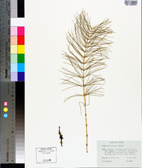 Equisetum pratense image