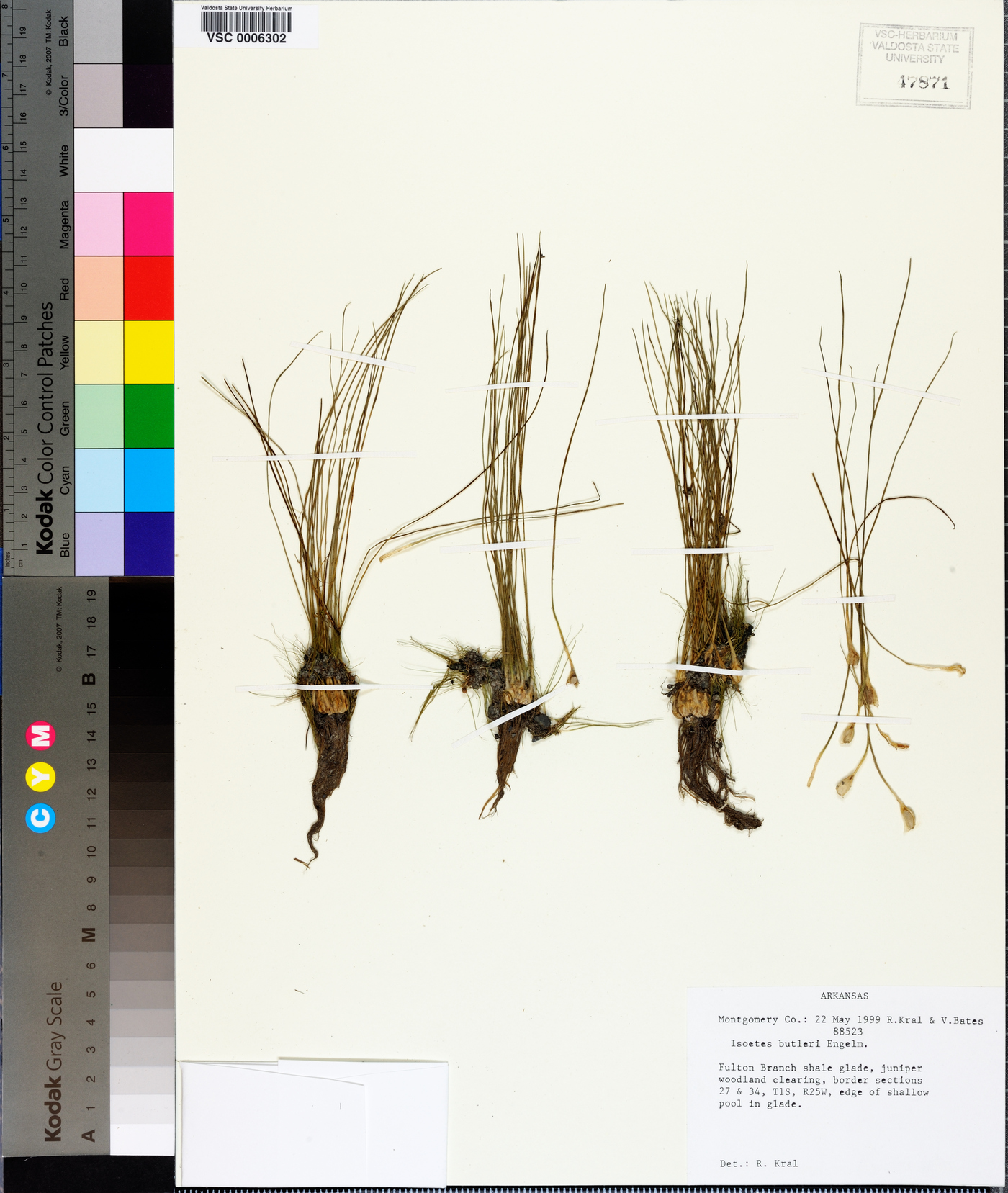 Isoëtes butleri image