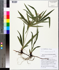 Cyperus albostriatus image