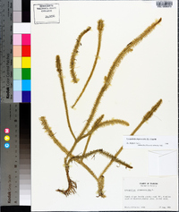 Lycopodiella alopecuroides image