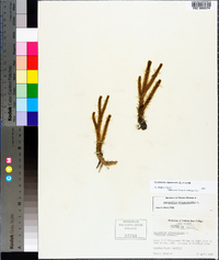 Lycopodiella alopecuroides image