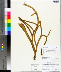 Lycopodiella alopecuroides image