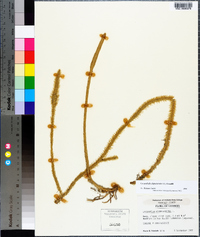 Lycopodiella alopecuroides image