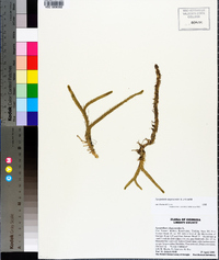 Lycopodiella alopecuroides image