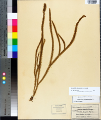 Lycopodiella alopecuroides image