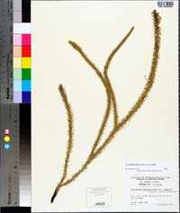 Lycopodiella alopecuroides image