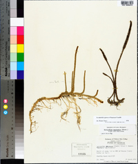 Lycopodiella appressa image