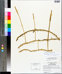 Lycopodiella appressa image