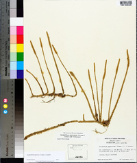 Lycopodiella appressa image