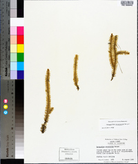 Lycopodiella prostrata image