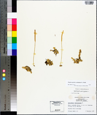 Pseudolycopodiella caroliniana image