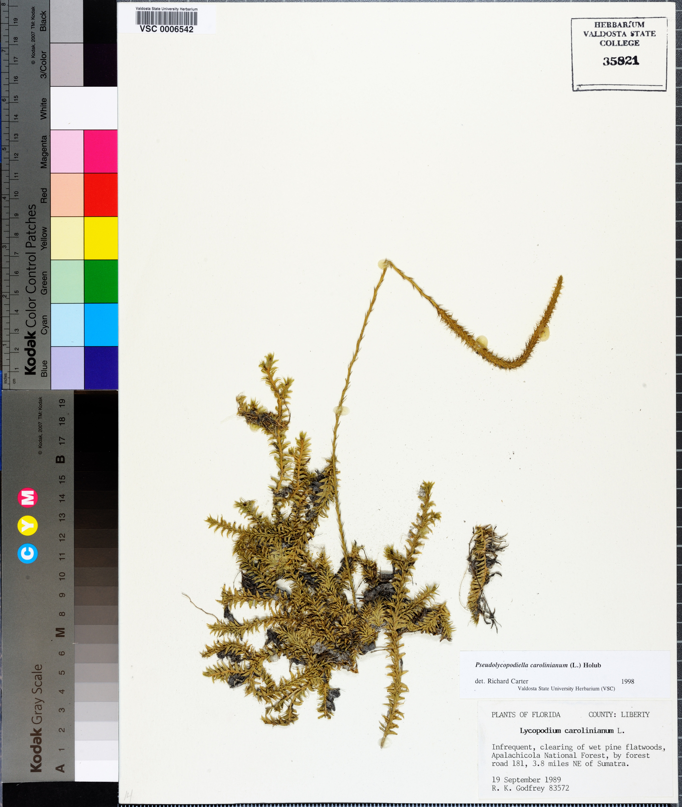 Pseudolycopodiella image