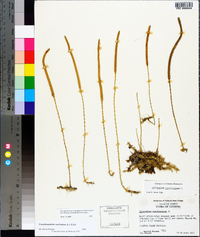 Pseudolycopodiella caroliniana image