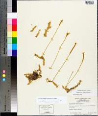 Pseudolycopodiella caroliniana image