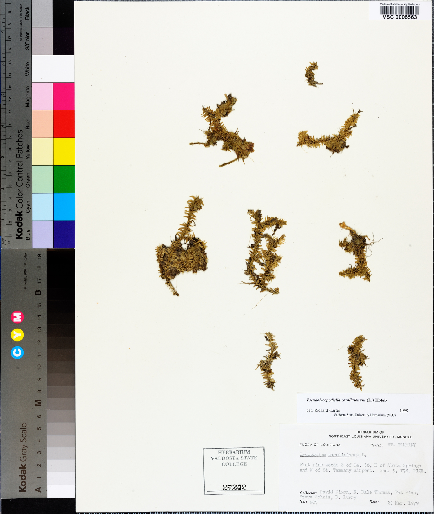 Pseudolycopodiella caroliniana image