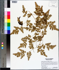 Lygodium japonicum image