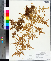 Lygodium japonicum image