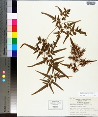 Lygodium japonicum image