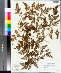 Lygodium japonicum image