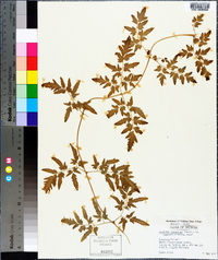 Lygodium japonicum image