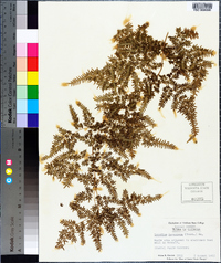 Lygodium japonicum image