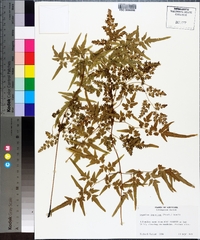 Lygodium japonicum image