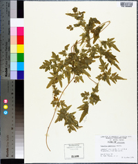 Lygodium japonicum image