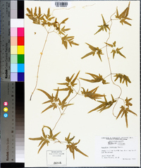 Lygodium japonicum image