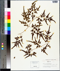 Lygodium japonicum image