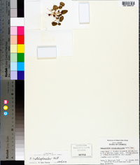 Ophioglossum crotalophoroides image
