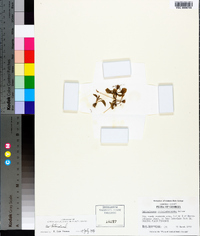 Ophioglossum crotalophoroides image