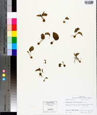 Ophioglossum crotalophoroides image