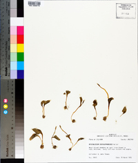 Ophioglossum crotalophoroides image