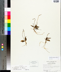 Ophioglossum nudicaule image