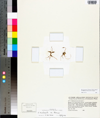 Ophioglossum nudicaule image