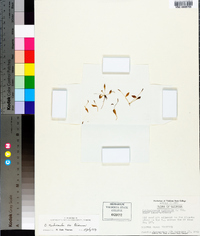 Ophioglossum nudicaule image