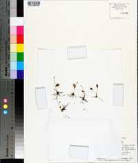 Ophioglossum nudicaule image