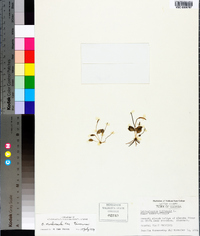 Ophioglossum nudicaule image